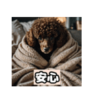 茶プードルのきもち（個別スタンプ：16）
