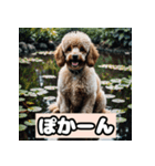 茶プードルのきもち（個別スタンプ：27）