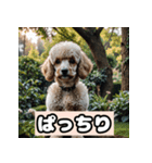 茶プードルのきもち（個別スタンプ：38）