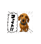 我が家の動くペットたち（個別スタンプ：1）