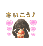 しろいうさぎとくろいうさぎPart4（個別スタンプ：5）