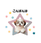 かわいいシーズーの犬スタンプ（個別スタンプ：3）