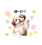 かわいいシーズーの犬スタンプ（個別スタンプ：5）