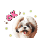 かわいいシーズーの犬スタンプ（個別スタンプ：6）