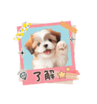 かわいいシーズーの犬スタンプ（個別スタンプ：8）