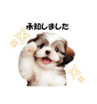 かわいいシーズーの犬スタンプ（個別スタンプ：9）