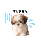 かわいいシーズーの犬スタンプ（個別スタンプ：10）