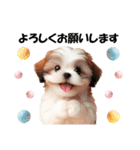 かわいいシーズーの犬スタンプ（個別スタンプ：12）