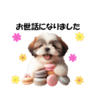 かわいいシーズーの犬スタンプ（個別スタンプ：13）