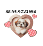 かわいいシーズーの犬スタンプ（個別スタンプ：17）