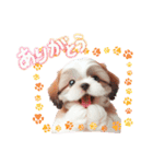 かわいいシーズーの犬スタンプ（個別スタンプ：18）