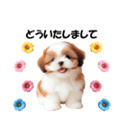 かわいいシーズーの犬スタンプ（個別スタンプ：19）