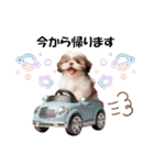 かわいいシーズーの犬スタンプ（個別スタンプ：22）