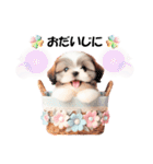 かわいいシーズーの犬スタンプ（個別スタンプ：26）