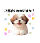 かわいいシーズーの犬スタンプ（個別スタンプ：28）