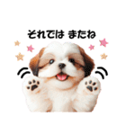 かわいいシーズーの犬スタンプ（個別スタンプ：29）
