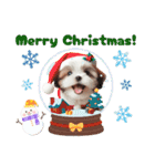 かわいいシーズーの犬スタンプ（個別スタンプ：31）