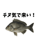 魚のダジャレ集（個別スタンプ：11）