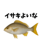 魚のダジャレ集（個別スタンプ：14）