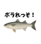 魚のダジャレ集（個別スタンプ：17）