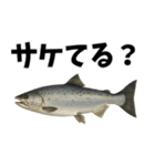 魚のダジャレ集（個別スタンプ：19）