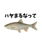 魚のダジャレ集（個別スタンプ：23）