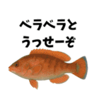 魚のダジャレ集（個別スタンプ：24）