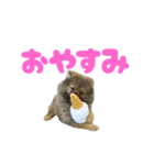 アニまるスピリット（個別スタンプ：1）