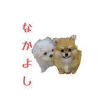 アニまるスピリット（個別スタンプ：5）