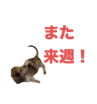 程よい挨拶（個別スタンプ：6）