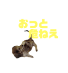 江戸っ子アニまる（個別スタンプ：3）