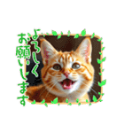 毎日使える⭐︎茶トラ猫の日常。（個別スタンプ：7）