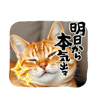 毎日使える⭐︎茶トラ猫の日常。（個別スタンプ：11）