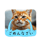 毎日使える⭐︎茶トラ猫の日常。（個別スタンプ：12）