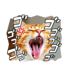 毎日使える⭐︎茶トラ猫の日常。（個別スタンプ：13）
