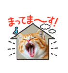 毎日使える⭐︎茶トラ猫の日常。（個別スタンプ：22）