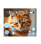 毎日使える⭐︎茶トラ猫の日常。（個別スタンプ：23）