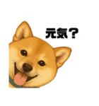 うちの柴犬のスタンプ（個別スタンプ：4）