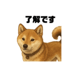 うちの柴犬のスタンプ（個別スタンプ：5）