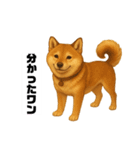 うちの柴犬のスタンプ（個別スタンプ：8）