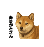 うちの柴犬のスタンプ（個別スタンプ：11）