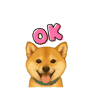 うちの柴犬のスタンプ（個別スタンプ：16）