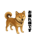 うちの柴犬のスタンプ（個別スタンプ：20）