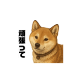 うちの柴犬のスタンプ（個別スタンプ：24）