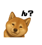 うちの柴犬のスタンプ（個別スタンプ：25）