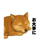 うちの柴犬のスタンプ（個別スタンプ：28）