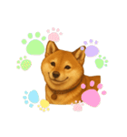 うちの柴犬のスタンプ（個別スタンプ：34）