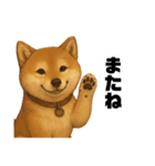 うちの柴犬のスタンプ（個別スタンプ：35）