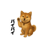 うちの柴犬のスタンプ（個別スタンプ：36）