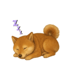 うちの柴犬のスタンプ（個別スタンプ：37）